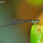 Dark-glittering Threadtail - Female