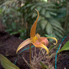 Lobb's Bulbophyllum Orchid