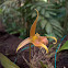 Lobb's Bulbophyllum Orchid