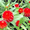Strawberry fields globe amaranth