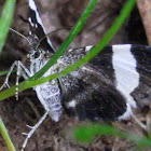 White-striped Black