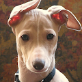 Greyhounds Wallpapers Apk