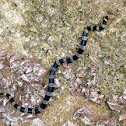 Yellow-lipped sea snake