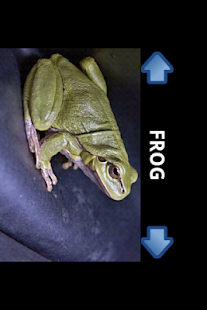 Lastest Animals ABC APK for Android