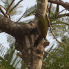 Streak-throated Woodpecker (female)