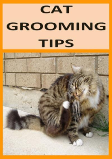 Cat Grooming Tips