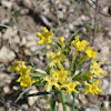 Fringed Puccoon