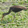 White Ibis