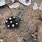 Seven-spotted or Indian Domino Cockroach