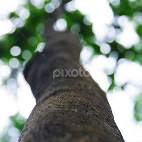 A tree by Shahrul Izzat - Nature Up Close Trees & Bushes