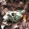 White-tailed Deer skull