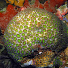 Knob Coral