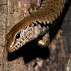 Barred-sided Skink