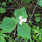 Western Trillium