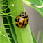Double-Cross Ladybird