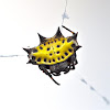 Spiny-backed Orb Weaver Spider