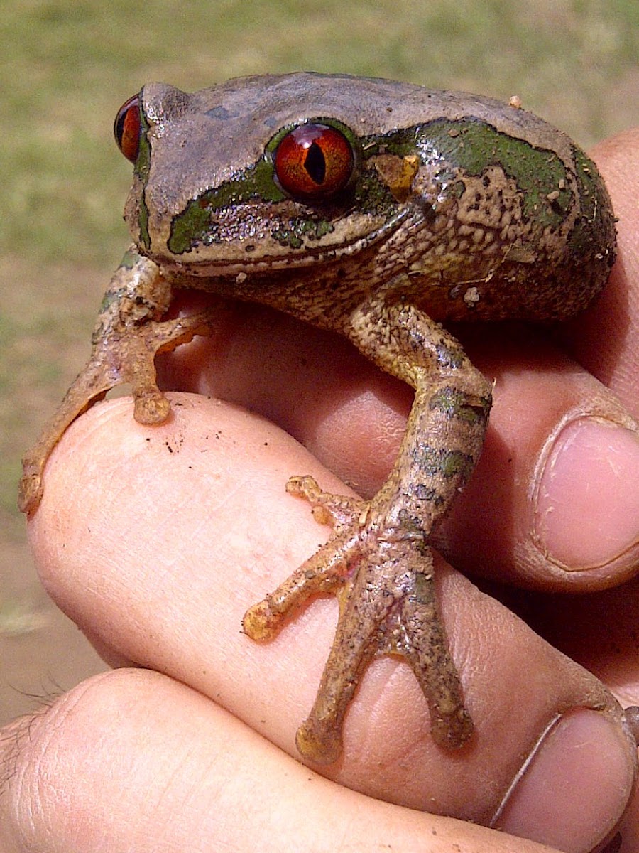 Natal Forest Treefrog