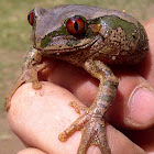 Natal Forest Treefrog