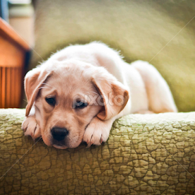 Little Maggie Mae by Howie George - Animals - Dogs Puppies
