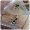 Banded metallic-green jumping spider