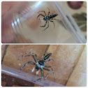 Banded metallic-green jumping spider