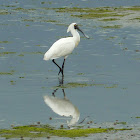 Royal Spoonbill / Kōtuku Ngutupapa