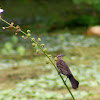 Red-winged Blackbird (female)