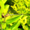 Senegal golden dartlet