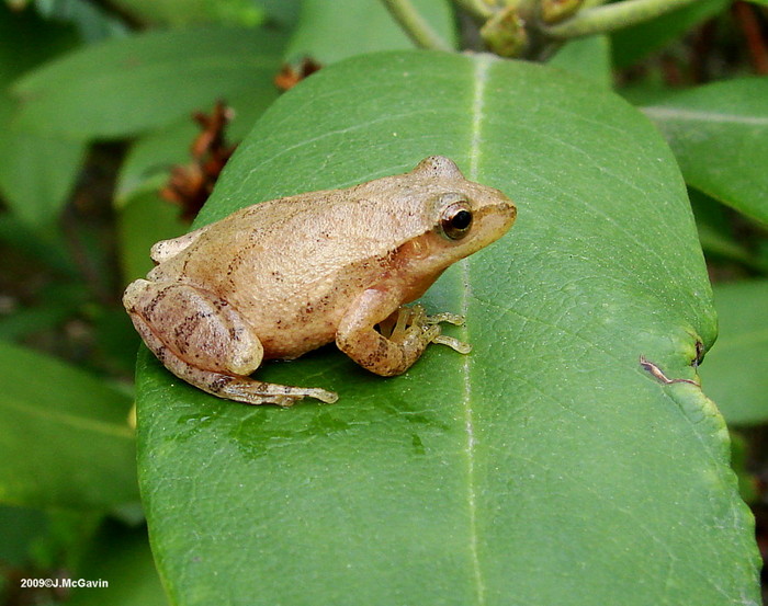 Spring Peeper