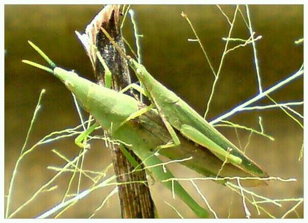 green grasshopper 