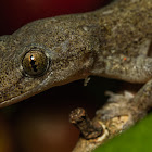 Common House Gecko