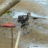 Oriental Magpie Robin