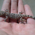 Mediterranean house gecko