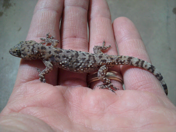 mediterranean-house-gecko-project-noah