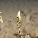 dragonfly