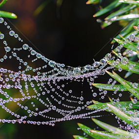 by Natalie Houlding - Nature Up Close Water