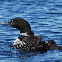 Common Loon