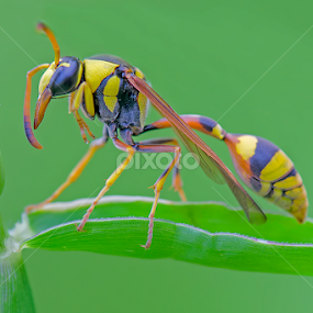 by Alvian Hp - Novices Only Macro