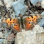 Eastern Comma