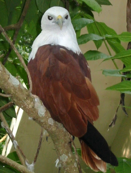 brahminy-kite-project-noah