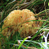 Golden coral mushroom