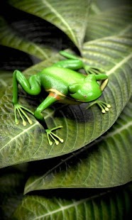 How to download Froggy Free live wallpaper patch 5.2 apk for bluestacks