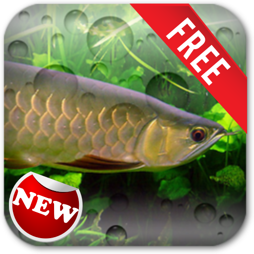 Arowana 2 Live Wallpaper 個人化 App LOGO-APP開箱王