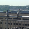 Rock pigeons