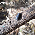 Woodlouse