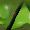 Red Jumping Spider