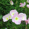 Showy evening primrose