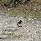 Black redstart