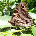 Owl butterfly