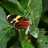 Ithomiini Butterfly - Mariposa
